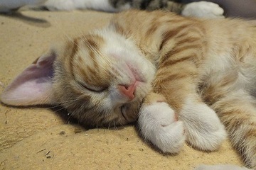 【夢占い】猫が夢に出てくる意味39選！たくさんいる夢や死ぬ夢