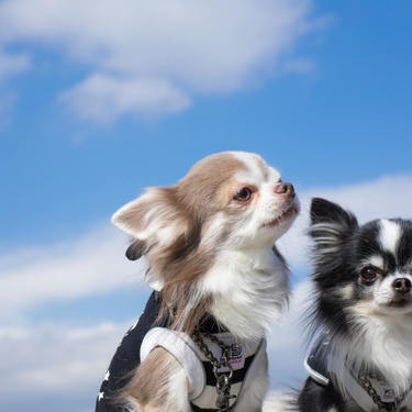 夢占い 犬の夢が暗示すること17選 飼う夢 噛まれる夢など Lovely