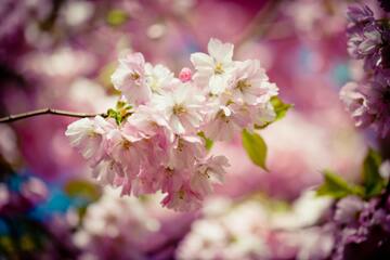 【夢占い】桜の夢13選！満開の桜の意味が気になる！