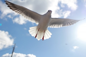 【夢占い】鳥の夢の意味まとめ！フン・巣・羽・死骸など！