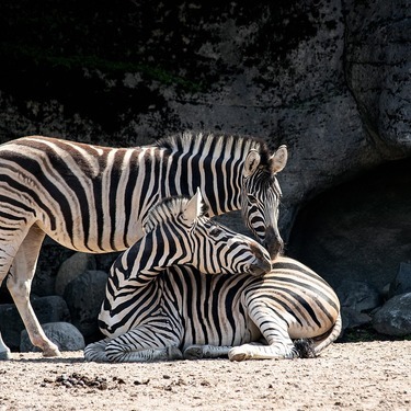 動物園デートを楽しむコツ 服装 コーデや持ち物は 必見 Lovely