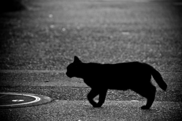 猫を飼う夢の意味・心理とは？【夢占い】