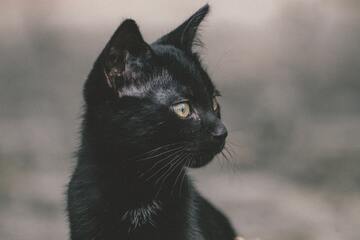 【夢占い】黒猫の出る夢の意味は？幸運が訪れるって本当？