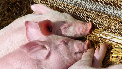 【夢占い】豚の夢の意味21選！怠慢を表している？