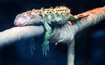 【夢占い】トカゲの夢の意味17選！運気の復活を表す？
