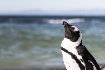 【夢占い】ペンギンの出てくる夢の17の意味とは！