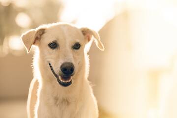 【夢占い】白い犬の夢が意味するものは？どんなメッセージ？