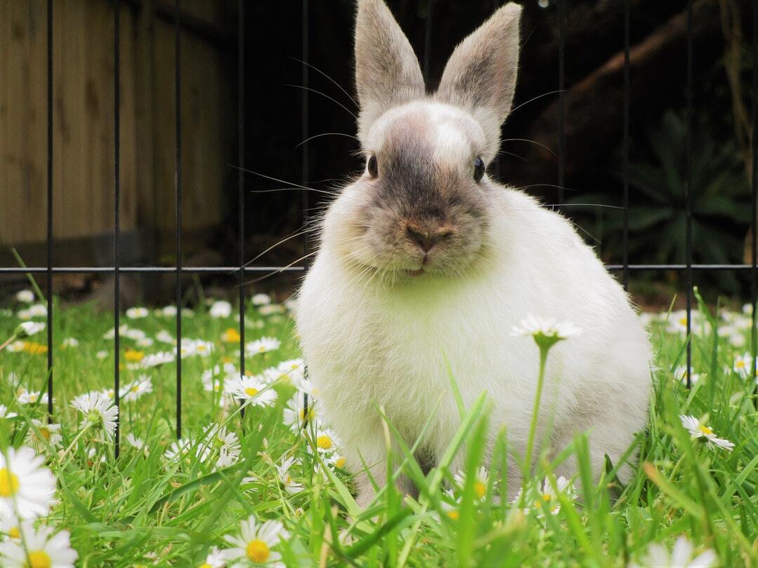 夢占い うさぎの夢の意味は 幸運が訪れるかも Lovely