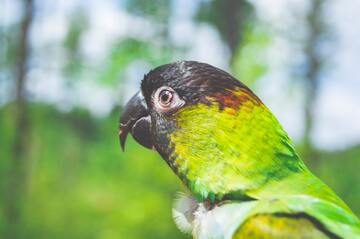 【夢占い】インコの夢の意味や心理を解説！恋愛運の象徴♡ 