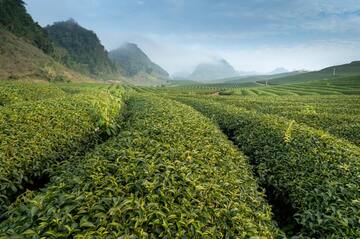 美味しいペットボトル烏龍茶ランキング21選｜値段・選び方も解説！