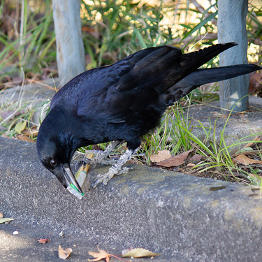 100均アイテムで鳥よけ対策 鳩やカラスに Lovely