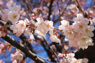 桜ソングランキングTOP33！春に聞きたい名曲一覧【2020年】