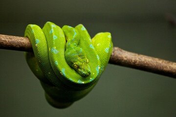 【夢占い】蛇に噛まれる夢の意味｜蛇の色・特徴・パターン別15選！