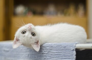 白猫に関する夢占い15選！飼う・死ぬ・噛まれるなどパターン別に紹介