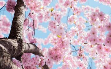 【あつまれどうぶつの森】4月限定桜レシピ！桜家具シリーズまとめ