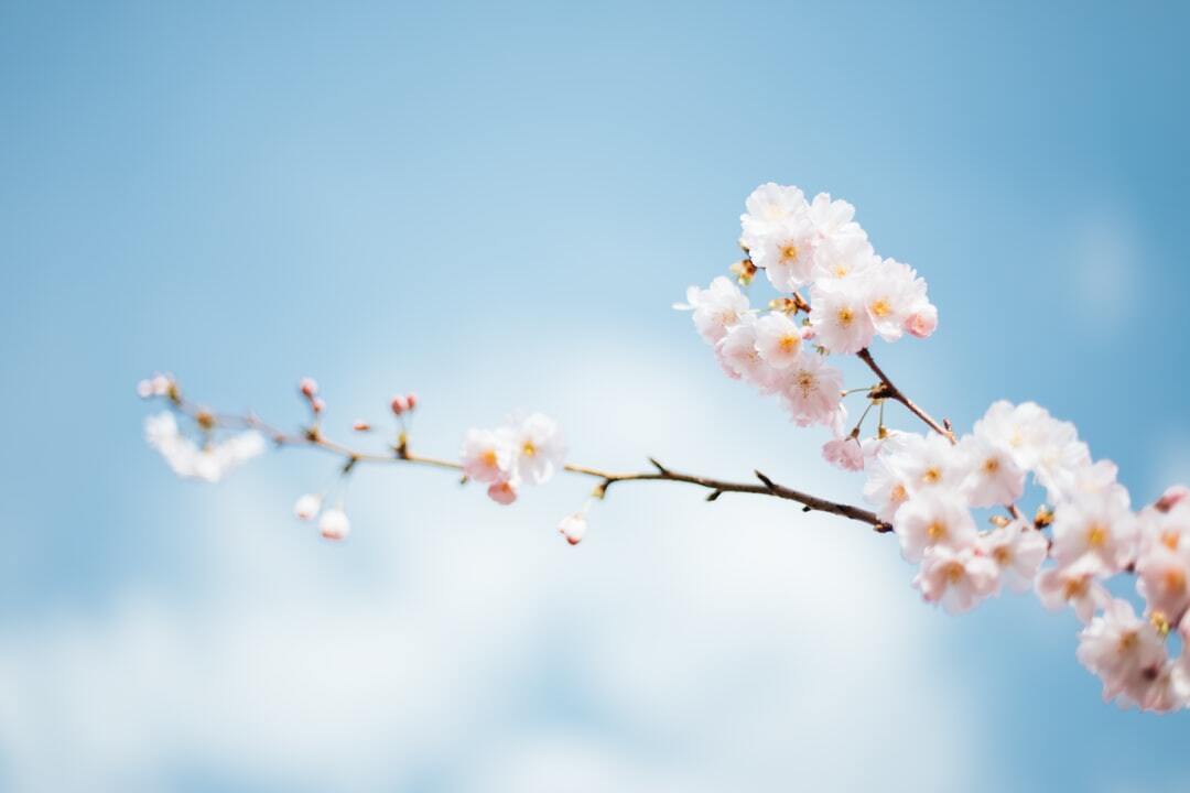 さくら の名前の漢字149選 由来や込められた思いは Lovely