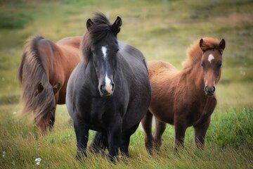 競馬の夢の意味17選｜勝つ・負ける・当たる・騎手など！【夢占い】