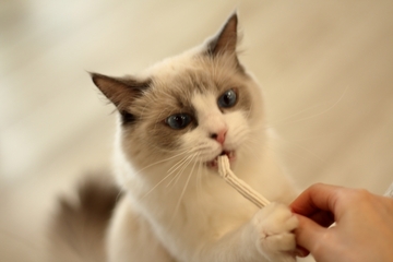 猫を助ける夢占い11選！ペット・野良猫・恩返しなどパターン別に紹介
