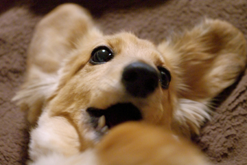 犬が死ぬ夢占い31選！愛犬・病気・子犬などパターン別に紹介！
