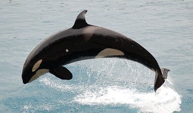 シャチが出てくる夢の意味19選【夢占い】噛まれる・泳ぐ・襲われる	