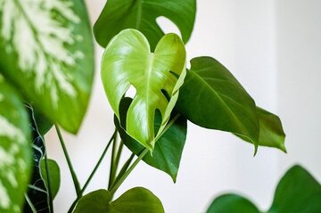 【夢占い】観葉植物の夢を見た！どんな意味がある？	