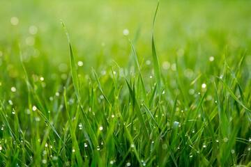 【夢占い】芝生の夢の意味17選｜人工芝・歩く・滑る・寝転ぶ・公園など