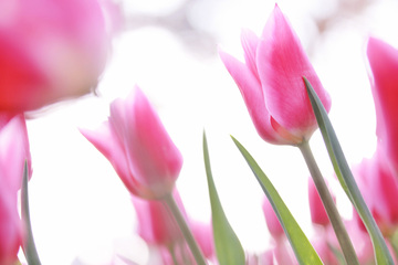 4月2日の誕生石・誕生花・星座・運勢・相性は？【365日誕生日占い】