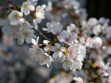 3月5日の誕生石・誕生花・星座・運勢・相性は？【365日誕生日占い】	
