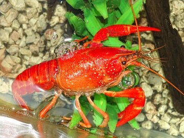 【夢占い】ザリガニの夢の意味25選｜釣る・食べる・挟まれるなど