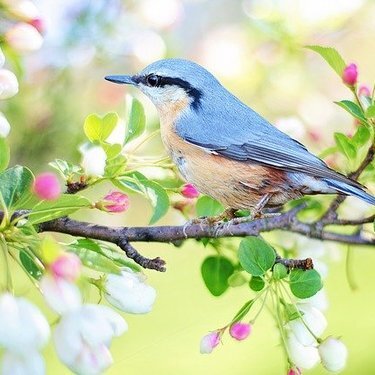 夢占い 青い鳥に関する夢のの意味を解説 純粋 幸せ 楽しさ Lovely