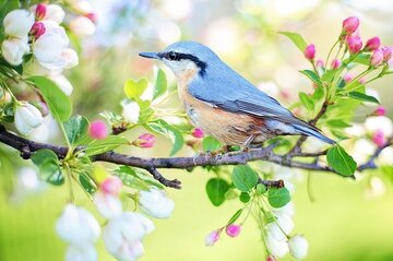 【夢占い】青い鳥に関する夢の20の意味を解説！純粋・幸せ・楽しさ