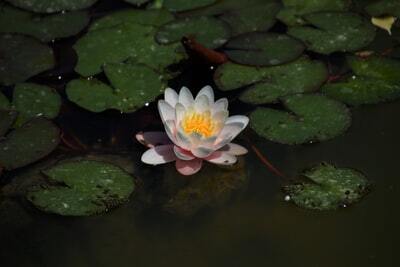 怖い意味の花言葉を持つ35の花をご紹介 贈るときには要注意 Lovely