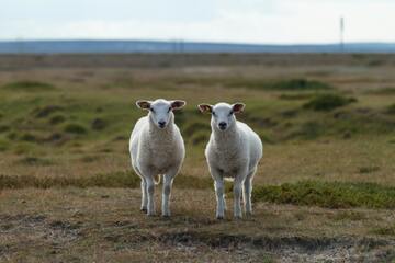 【夢占い】羊に関する夢の20の意味を解説！従順・平和・豊かさ	