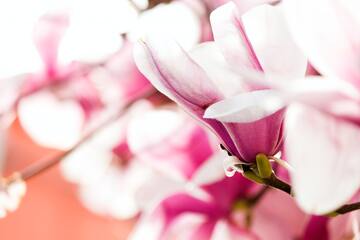 誕生日占い の記事一覧 Lovely 誕生日占い の記事一覧 Lovely
