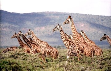 【夢占い】キリンの夢の意味17選｜見る・出産・襲われる・死ぬなど	