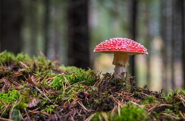 【夢占い】きのこの夢の意味17選！食べる・生える・採る・松茸など	