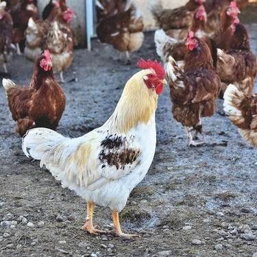 ニワトリ 鶏 の夢の意味21選 飼う 食べる 飛ぶ 鳴くなど 夢占い Lovely