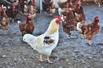 ニワトリ（鶏）の夢の意味21選！飼う・食べる・飛ぶ・鳴くなど【夢占い】	