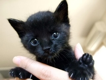  黒猫の名前オス・メス別20選！人気の黒猫キャラクターも紹介！