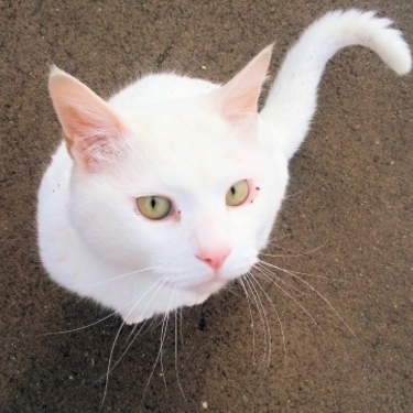 白猫の名前オス メス別選 人気の白猫キャラクターもご紹介 Lovely