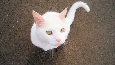 白猫の名前オス・メス別20選！人気の白猫キャラクターもご紹介！