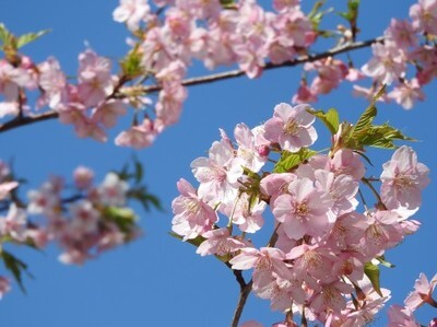菊池桜